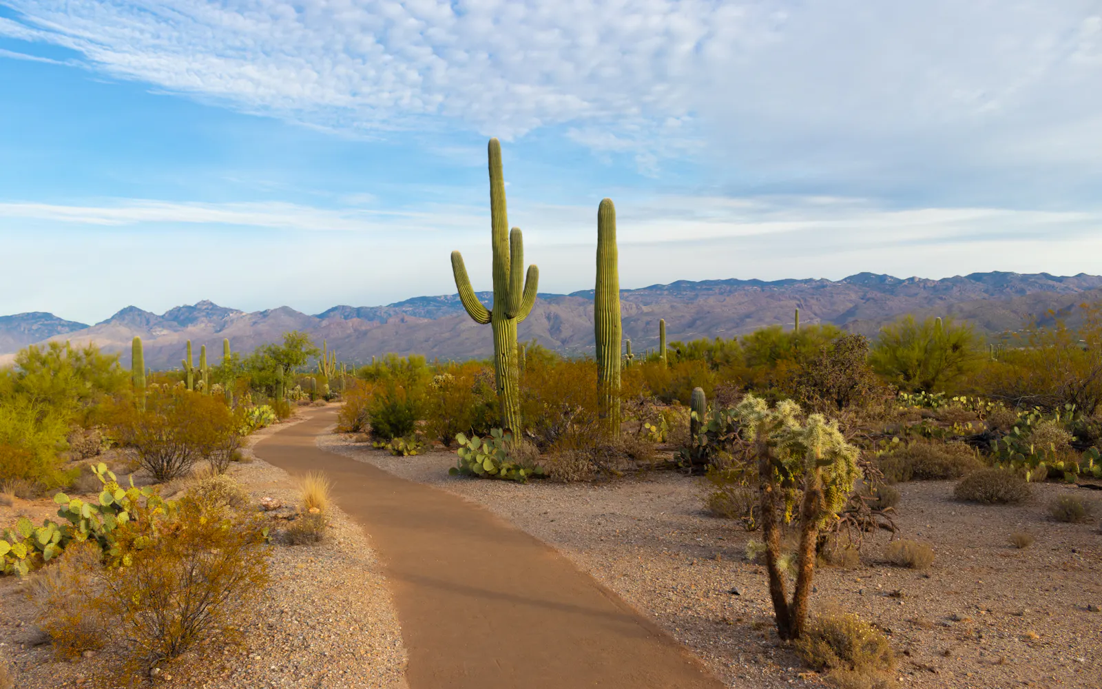 Tucson, Arizona desert
